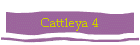 Cattleya 4