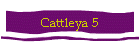 Cattleya 5