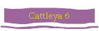 Cattleya 6