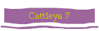 Cattleya 7