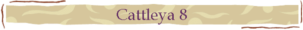 Cattleya 8