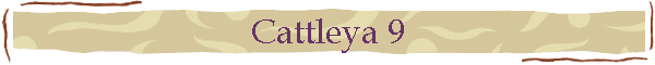 Cattleya 9