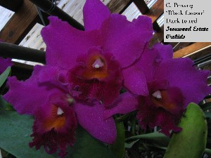 Ironwood Estate Orchids Cattleya