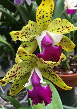 Cattleya 4