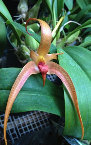 Bulbophyllum