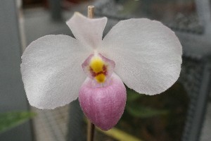 Paphiopedilum