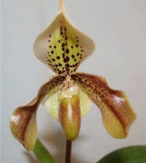 Paphiopedilum